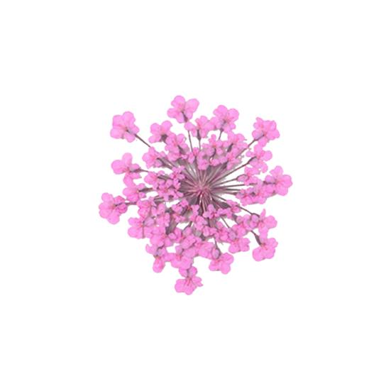 100шт прессованный сушеный цветок Ammi Majus из эпоксидной смолы для ногтей DIY Декор для телефона