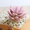 Красиво выполненные мини-суккуленты для реалистичного декора дома и офиса