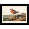 Плакат с красногрудым куликом Джона Джеймса Одюбона в рамке