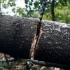 1 шт. Ручная пила из нержавеющей стали для молнии, портативная цепная пила для выживания на открытом воздухе для кемпинга, садоводства, резки дерева - бесщеточная