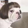 Pet Wigs Cosplay Props Funny Dogs Cats Cross-Dressing Hair Hat Costumes Head Accessories for Halloowen Christmas Supplies