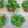 10 шт. подставки для клубники с 3 прочными ножками, прочные пластиковые подставки для растений клубники сохраняют ягоды чистыми для быстрого созревания, садовый аксессуар