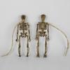 Sketch Skeleton Decoration Skeleton Model Skeleton Ornament Simulation Skeleton Human Anatomical