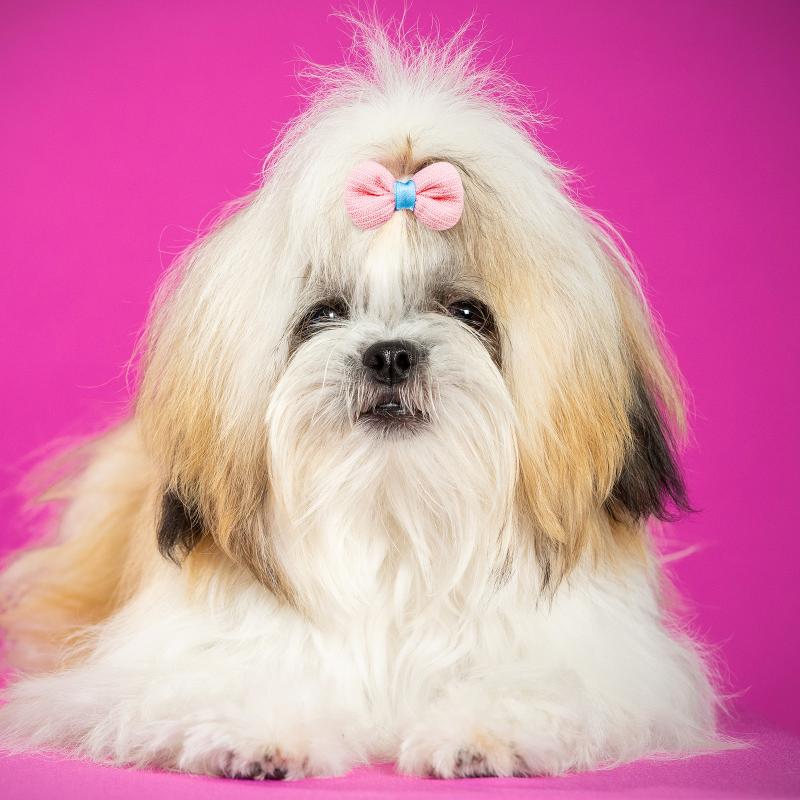 5/10 шт. Резинка для волос в виде бабочки, конфетный цвет, резинка для волос собаки, бантики для щенков с длинной шерстью, аксессуары для волос, уход за питомцами, милые товары для питомцев