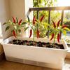 Thicken Seedling Tray Self Watering Plant Nursery Pot Growing Box  Indoor Gardening