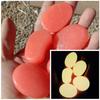 10pcs Luminous Pebbles Big 4.5cm Stone Ornaments Garden Decoration Gravel Courtyard, Fish Tank Glow In Dark Pebbles
