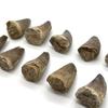 Научная челюсть мозазавра Цукуши, прибл.. 35 мм, Футляр для образцов Fossil, с крепежной глиной, Подлинный динозавр Рептилия, Меловой период, Марокко, mosa-