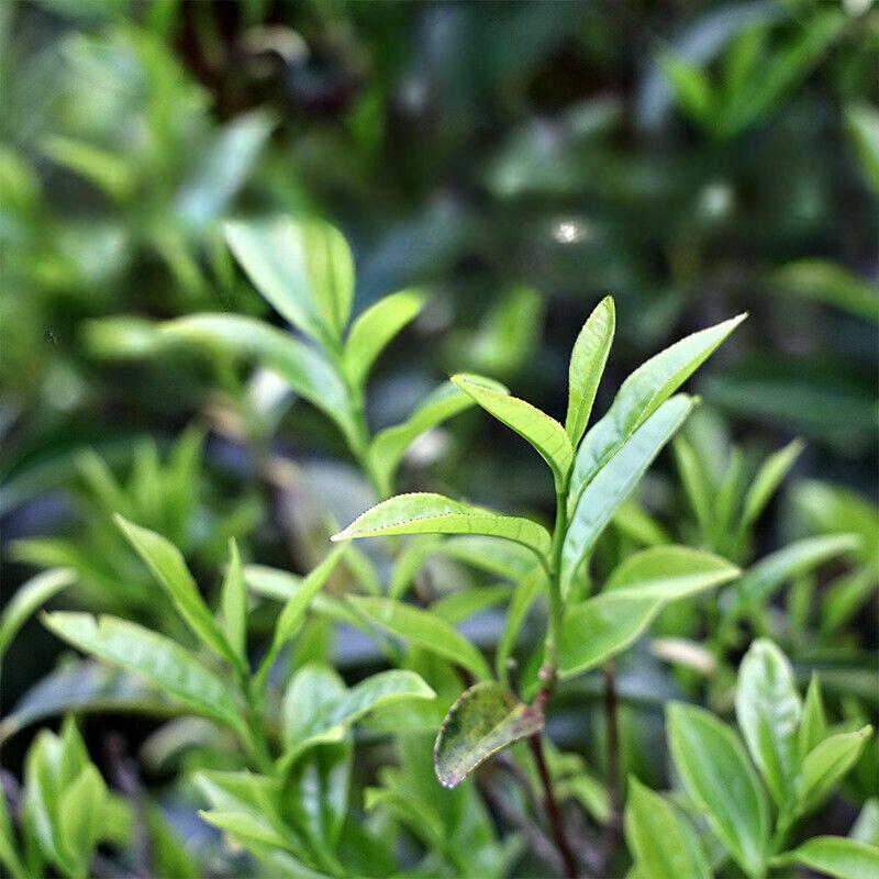 Чай улун Phoenix Dancong Chaoshan Honey Orchid Ароматный полезный напиток 500 г