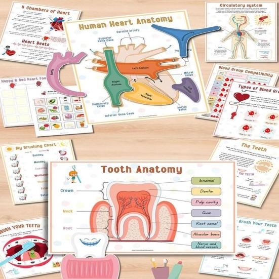 Анатомия человека Занятия Книга Дошкольный Детский Сад Части Тела Обучающие Занятия Книга Интерактивная Образовательная Секреты Тела Раскрытие Книги