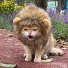Cute Lion Style Dog Cat Hat Super Soft Breathable Friendly To Skin Lightweight Novelty Pet Hat Headwear Photography Prop