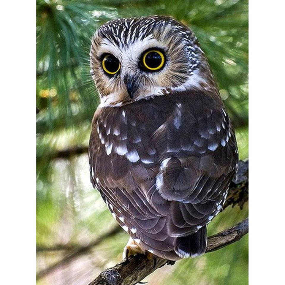 5D DIY алмазная живопись животное Сова горный хрусталь картина полная алмазная вышивка мозаика ремесло вышивка крестиком подарок комплект для украшения дома