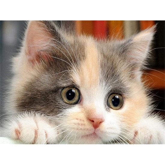 Алмазная вышивка милые котята. Размер холста: 30 * 40 см Размер изображения: 25 * 35 см
