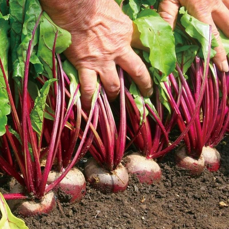 Natural Batdam Organic Freeze-Dried Red Beet Powder Haessop Eco-friendly Pesticide-free Nutrient Preservation Processing, 100g, 1 Piece