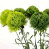 Green Stone Bamboo Artificial Flower Simple Style Home Flower Arrangement Soft Glue Flower Decoration Ornament Artificial Green Wool Ball