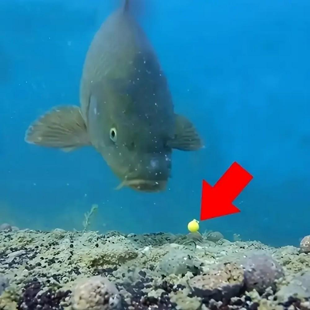 Floating Fishing Beads with Scented Artificial Bait EVA Material Various Colors For Carp and Catfish Fishing Outdoor Lake and Pond Fishing Accessories