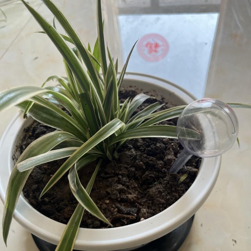 Полив Цветка Имитация Стекла Ленивый Круглый Растение Цветок Контроль Капля Капельный Полив Открытый Сад Поливные Аксессуары