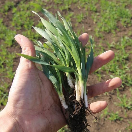 Natural Batdam Organic Freeze-Dried Barley Sprout, 50g, 2 pieces,Korean Health Food