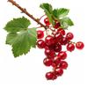 50 Red Currant Seeds