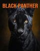 Книга Black Panther : Fun Facts Book for Kids with Amazing Photos