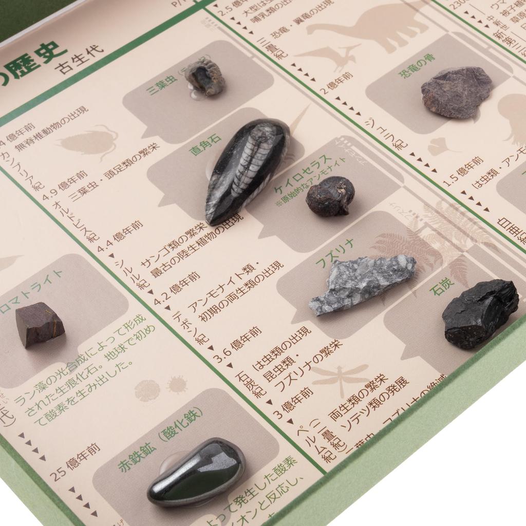 Oherikosha Specimen Geological Time Specimens History of the Book-Type Set "The Earth"