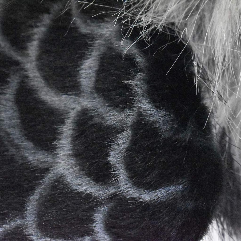 BH7710 HANSA Harpy Eagle 50