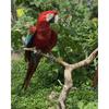 5D DIY Diamond Painting Animal Parrot Full Round Embroidery Sale Picture Bird Rhinestone Diamond Mosaic Home Decorrti