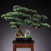 Artificial Bonsai Tree Plant Foliage Pine Potted Desk Display Fake Green Living Room Office Desktop Decoration