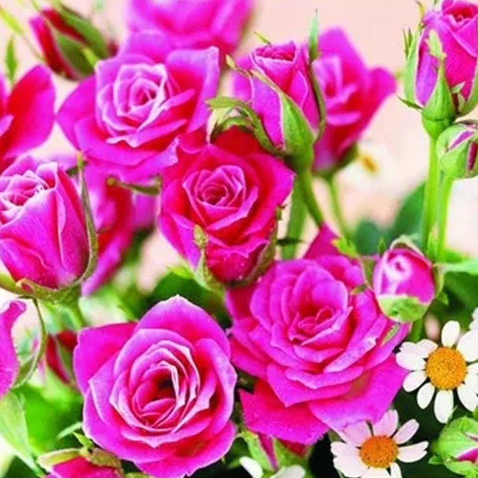 Colorful Diamond 5DDIY Painting Embroidery Animal Flower Picture Rose Mosaic Butterfly Cross Embroidery Wall Home Decoration