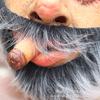 Halloween full-face latex old man mask with a cigarette, bald head, funny and quirky party costume prop