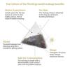 Tea Culture of The World Refreshing Lemon Honey | Green Tea, Lemon And Honey | Comforting | Natural Aroma | 100% Whole Leaves, 16 Count - 13 Gm