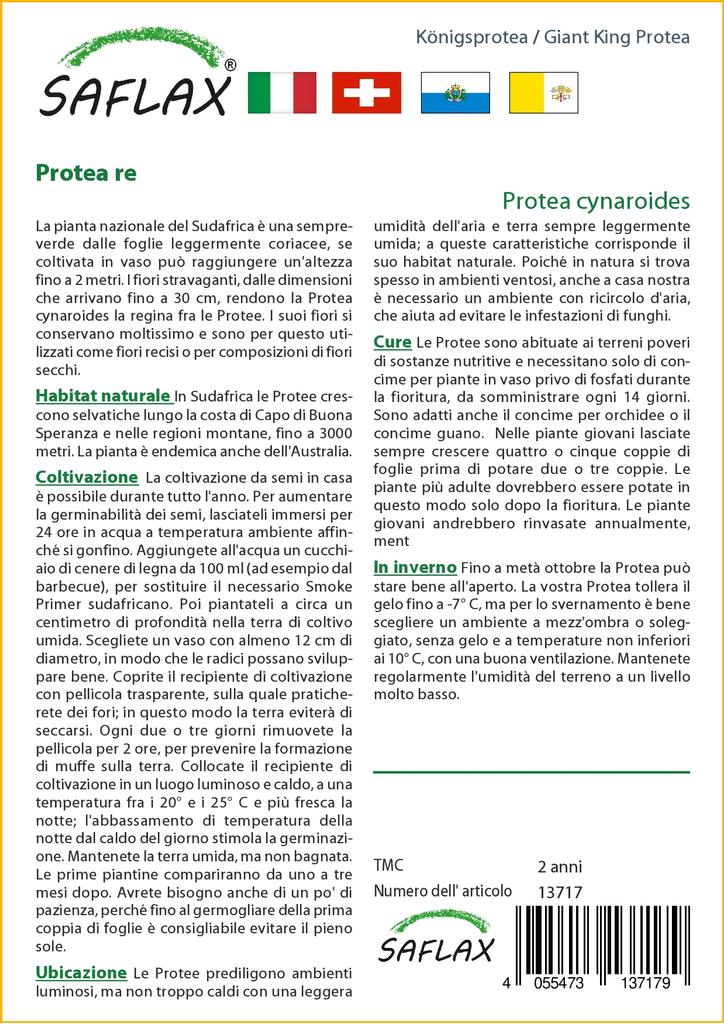 SAFLAX Giant King Protea - 5 семян - С горшечным субстратом для лучшего выращивания - Protea cynaroides
