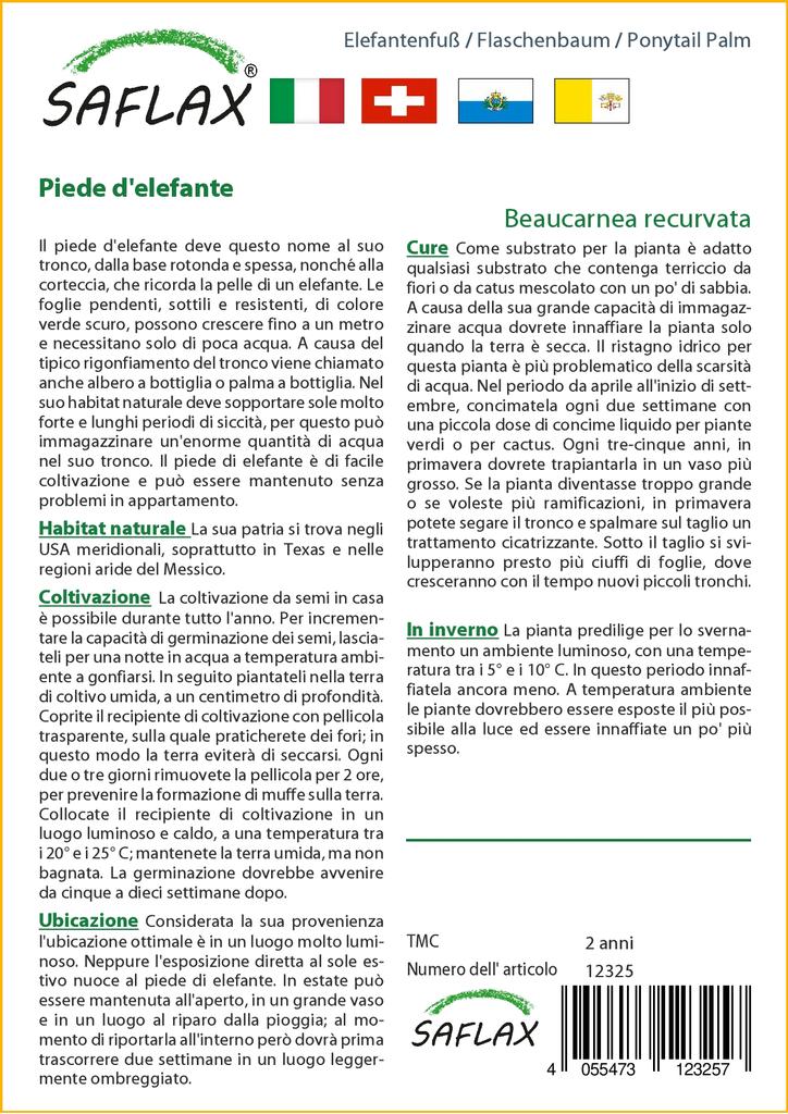 SAFLAX Ponytail Palm - 10 семян - Beaucarnea recurvata.