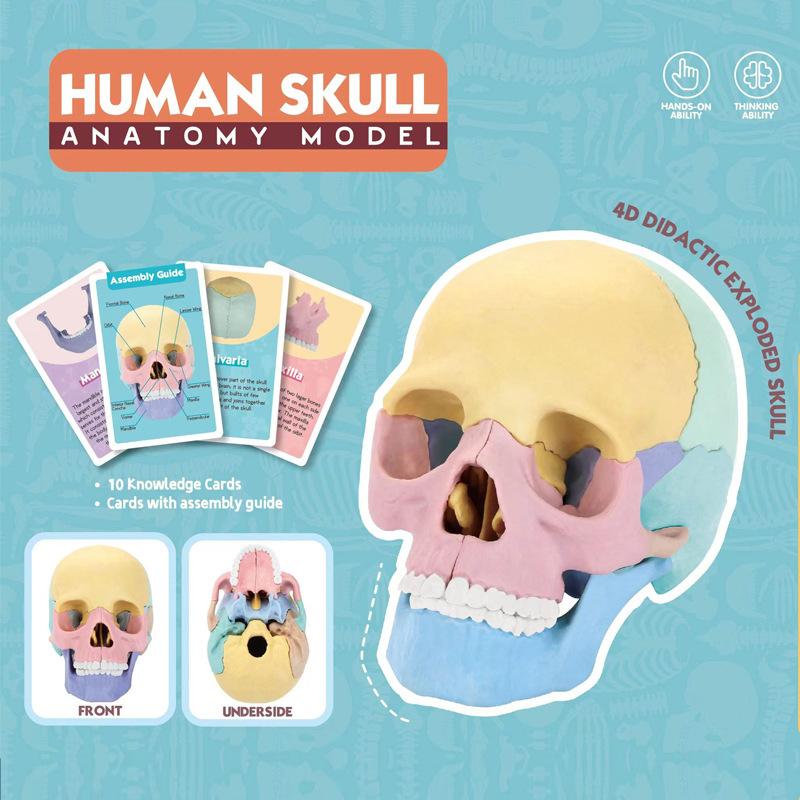 Assembled 4D human skull model, detachable specimen skull model