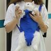 Рюкзак-переноска для кошек, регулируемая сумка-слинг для путешествий с питомцем, с карманом для хранения, для груминга, посещений ветеринара, приема лекарств, ухода за зубами