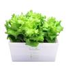 Living Farm Leaf Lettuce Hydroponic Cultivation SeedlingGrowing Cocovege Kit (with Seeds)