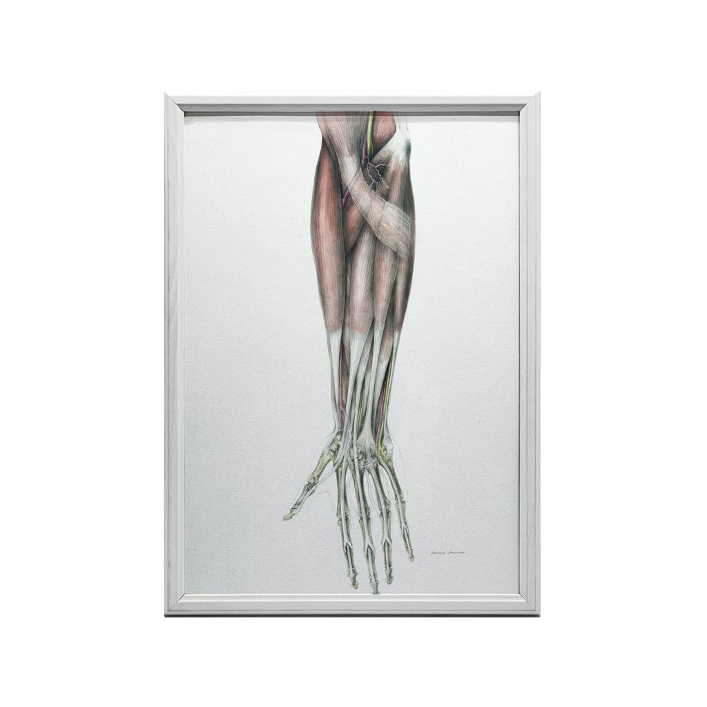 Forearm - Anatomical Poster Forearm - Anatomical Poster, 70X100 Cm, Unframed, Matte Paper 230 Gsm