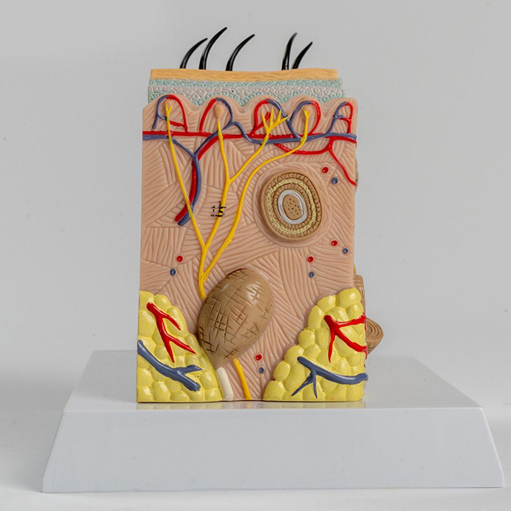 Анатомическая модель кожи 3D-модель обучающих пособий по коже Модель анатомии кожи человека Структура кожи человека Анатомическая модель