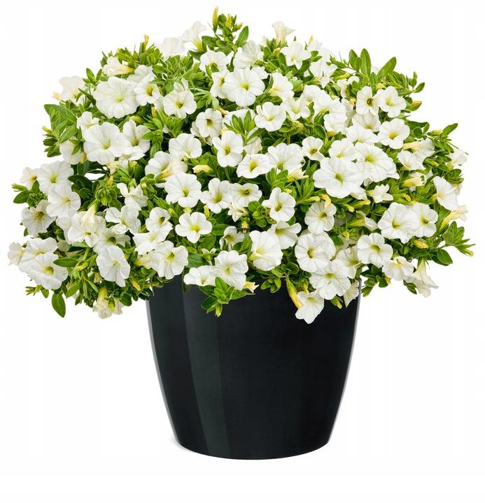 Black plastic pot with cover, 13.5 cm, Magnolia