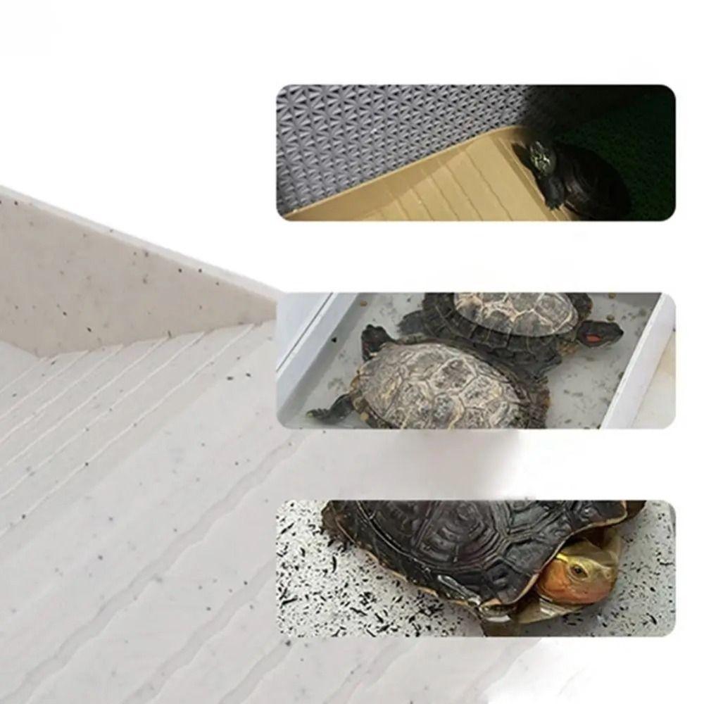 Smooth Tortoise Feeder With Platform Turtle Tank Tortoise Feeding Dish  Hamster