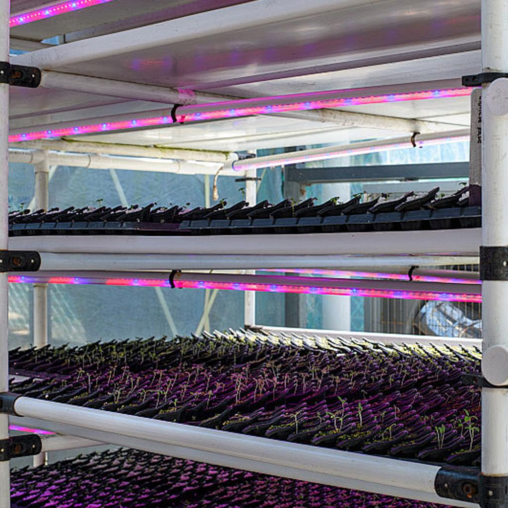 Indoor Plants Grow Light Strips Red Blue LEDs Grow Lamp for Hydroponics Succulent Supplement Light