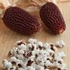 20 Strawberry Mahogany Corn Seeds - Old Vegetable Garden Culture - Reproducible Peasant Seeds - Semiwild