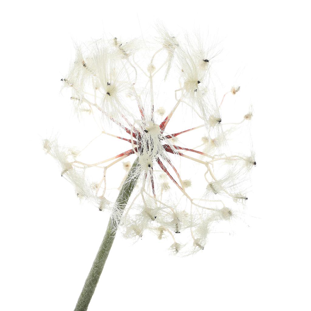 Имитация Одуванчика Мягкое DIY Украшение Многоцелевой Железный Одуванчик Искусственный Цветок