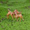 2Pcs Lovely Couple Deer Mini Craft Micro Landscape Bonsai Garden Home Decor