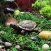 High - Fidelity Mini Turtle Model for Aquatic and Terrestrial Terrarium Decorations Great Gift for Turtle Lovers and Hobbyists