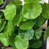 Plastic Artificial Lotus Leaf Small Fake Plants Simulation Money Grass  Home Office Decor