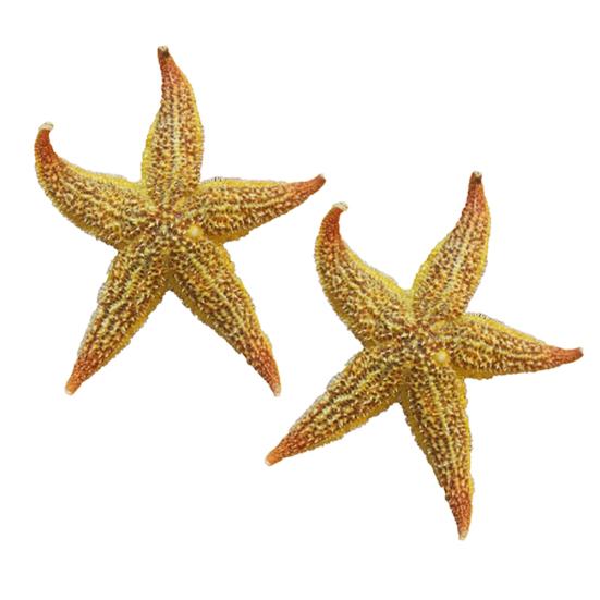 2Pcs Dried Starfish Sea Star Beach Craft Wedding Party Home Decoration