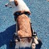 Dog Wheelchair Hind Limb Paralyzed Pet Scooter Disabled Dog Hind Leg Assist Cat Teddy Large Small Dog Bracket