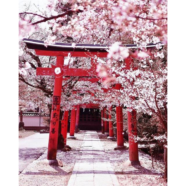 40x50 см краска по номерам розовое дерево пейзаж DIY картина по номерам вишни ручная роспись уникальный подарок домашний декор