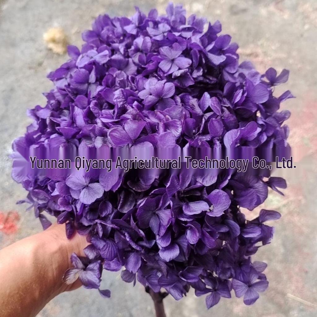 Multi-Color Preserved Bigleaf Hydrangea Single Stem Flower Bouquet for Home Decoration
