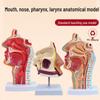 ЛОР Анатомическая модель полости носа, глотки и рта человека